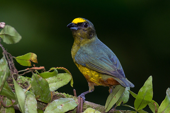 Olive-backed Euphonia