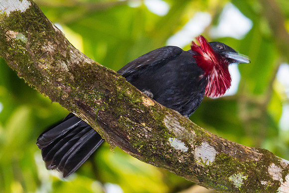 Purple-throated Fruit Crow
