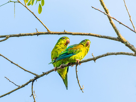 Orange-chinned Parakeet