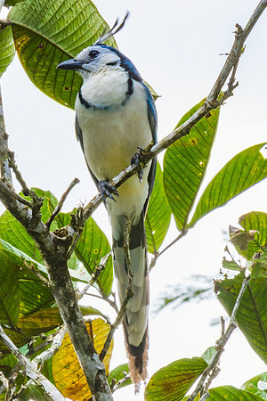White-Throated Magpie Jay