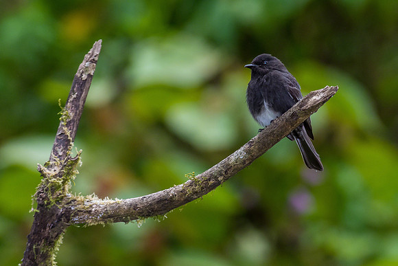 Black Phoebe
