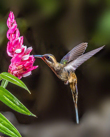Long-billed Hermit