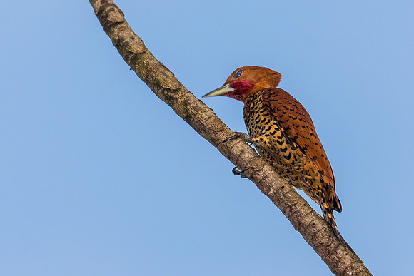 Chestnut-colored Woodpecker