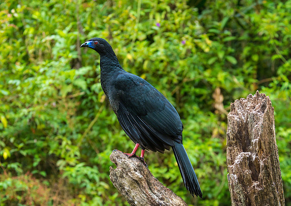 Black Guan