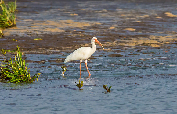 White Ibis