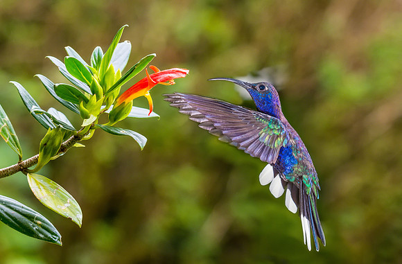 Violet Sabrewing