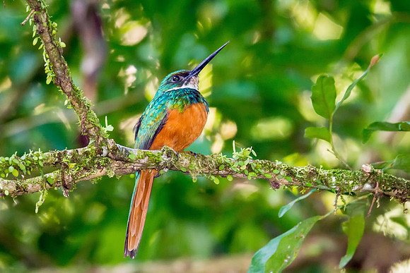 Rufous-tailed Jacamar