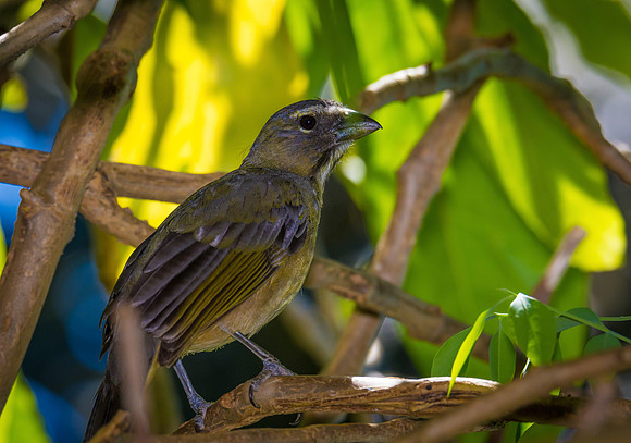 Grayish Saltator