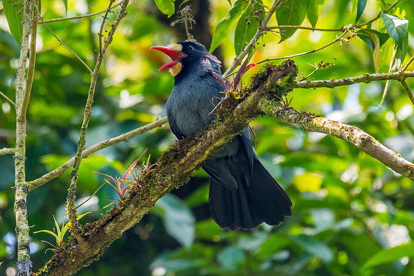 White-fronted Nunbird