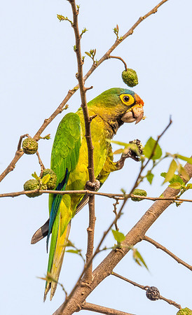 Orange-fronted Parakeet