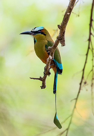 Turquoise-browed Motmot