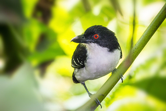 Great Antshrike