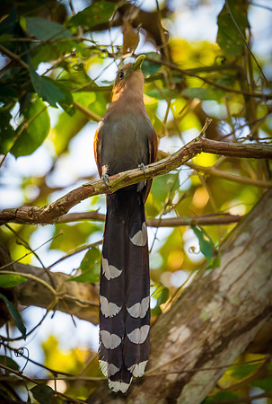 Squirrel cuckoo