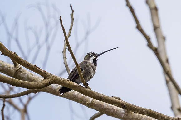 Long-billed Starthroat