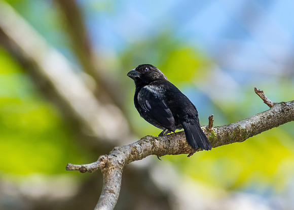Variable Seedeater (Male)