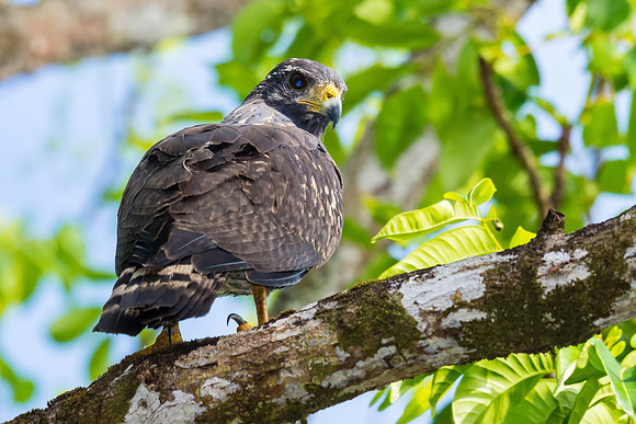 Black Mangrove Hawk