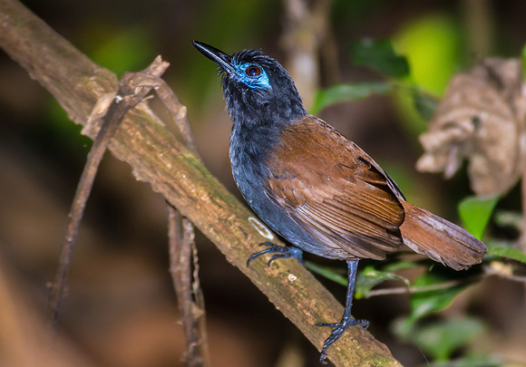 Chestnut-backed Antbird