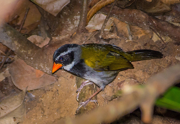 Orange-billed Sparrow