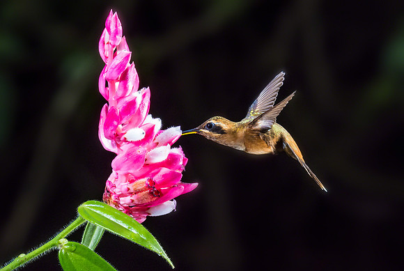 Stripe-throated Hermit
