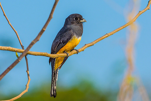 Gartered Trogon (Female)