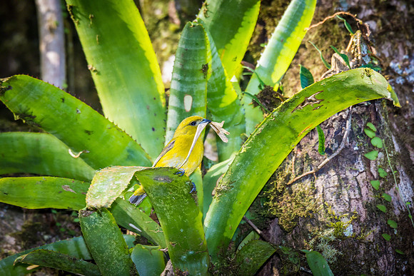 Yellow-crowned Euphonia (Female)