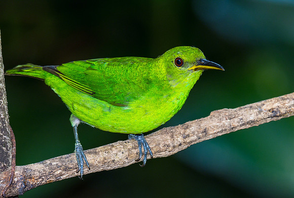 Green Honeycreeper (Female)