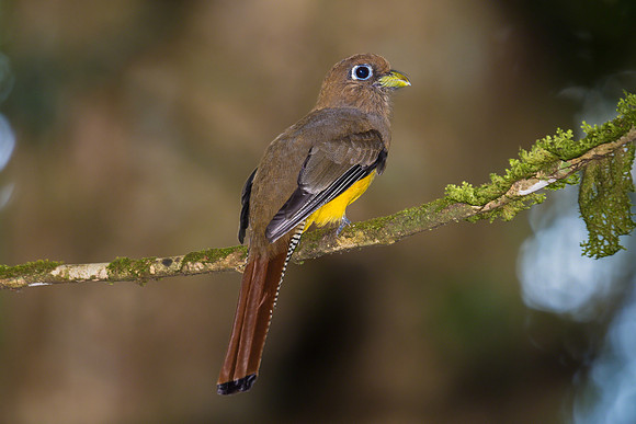 Black-throated Trogon (Female)