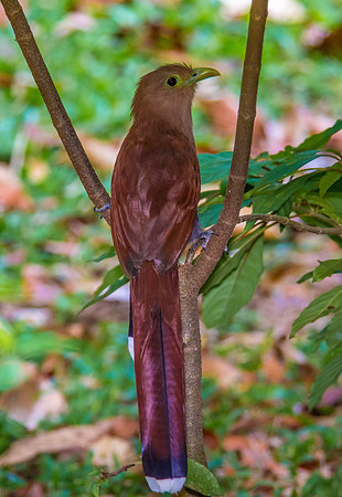 Squirrel Cuckoo
