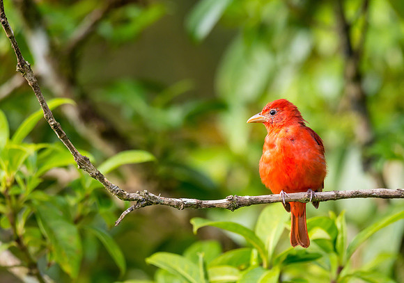 Summer Tanager (Male)