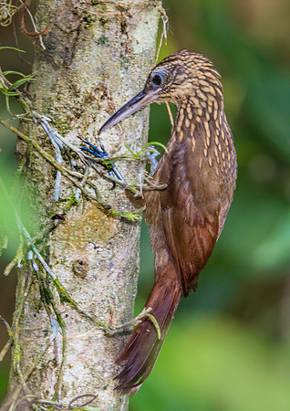 Cocoa Woodcreeper