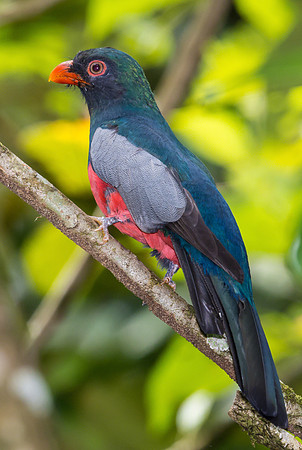 Slaty-tailed Trogon