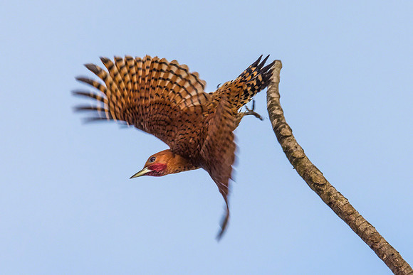 Chestnut-colored Woodpecker
