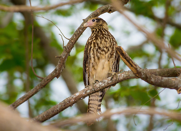 Yellow-headed Caracara (Juvenile)