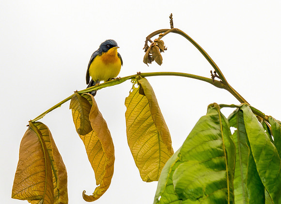 Tropical Parula