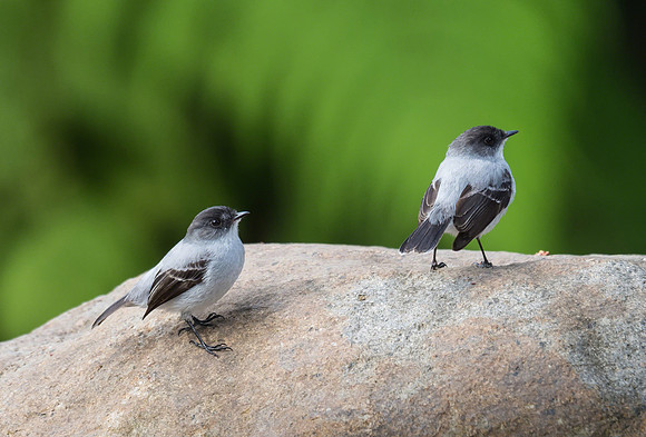 American Dipper