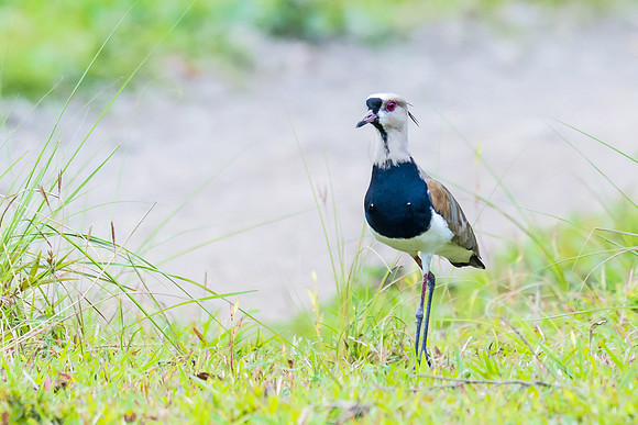 Southern Lapwing