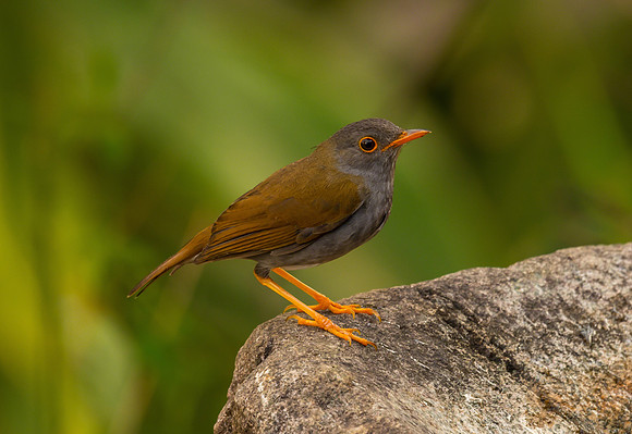 Orange-billed Nightingale Thrush