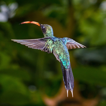 Green Hermit
