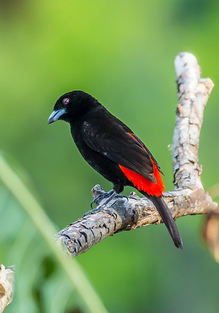 Cherrie's Tanager (Male)