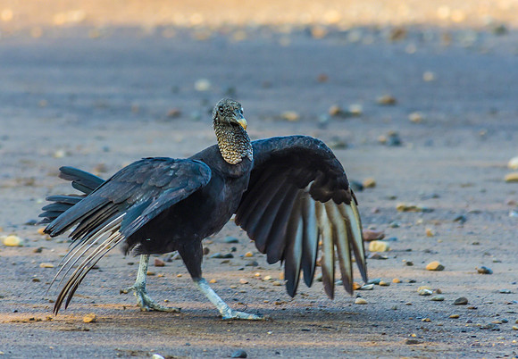 Black Vulture