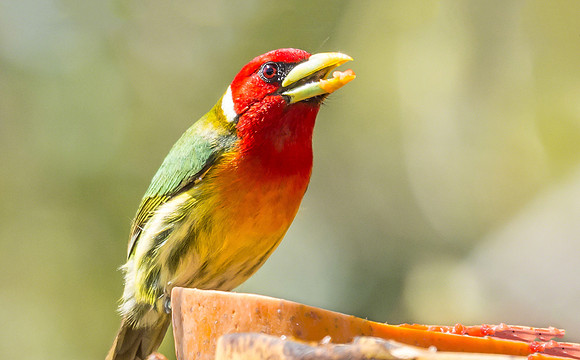 Red-headed Barbet