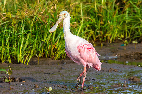 Roseate Spoonbill