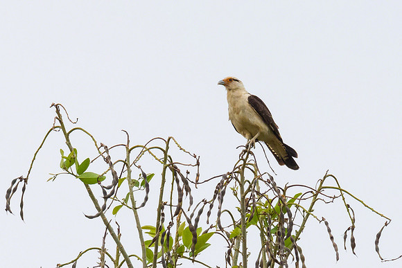 Yellow-headed Caracara