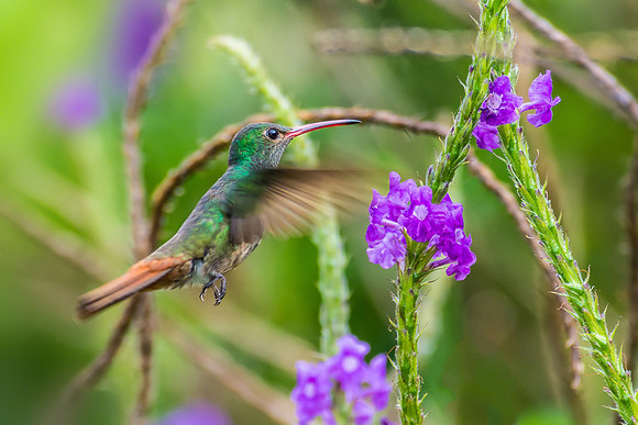 Rufous-tailed Hummingbird