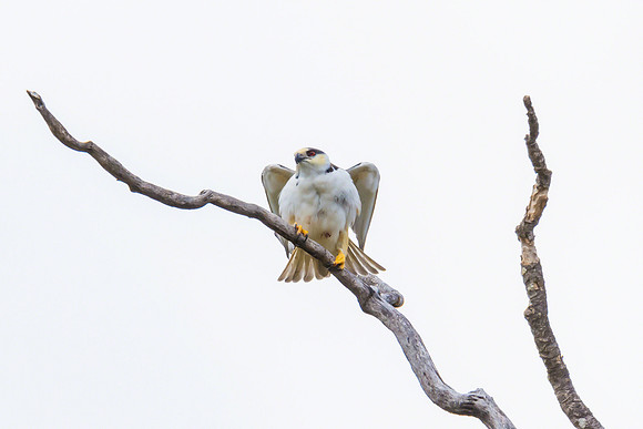Pearl Kite
