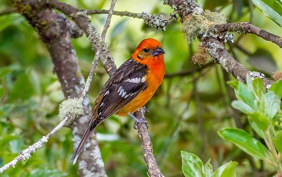 Flame-colored Tanager (Male)