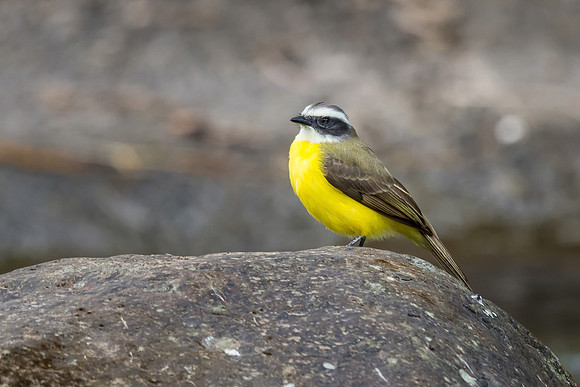 Social flycatcher