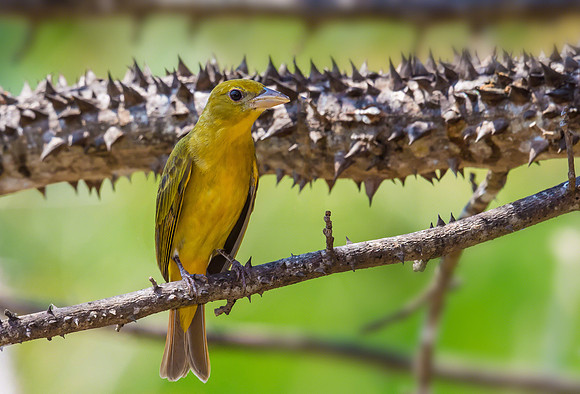 Summer Tanager (Female)