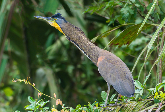 Bare-throated Tiger-Heron