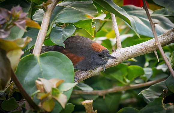 Slaty Spinetail